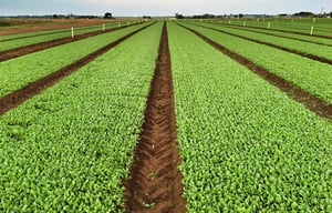 salad-farm-sustainable-development